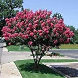 Myrte semi-crêpé (lagerstroemia indica) 50 + graines (50+)