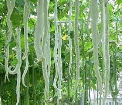 15 graines de légumes pour courge serpent longue. DIAYTAR COTE D'IVOIRE est une boutique en ligne généraliste qui propose une large gamme de produits avec plus de 300000 références. Elle est leader en Côte d'Ivoire et offre une expérience de shopping en ligne pratique et sécurisée. Les clients peuvent trouver tout ce dont ils ont besoin en un seul endroit.