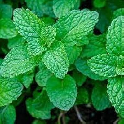 10 graines de menthe végétale. DIAYTAR COTE D'IVOIRE est plus qu'une simple boutique en ligne ; c'est une plateforme qui propose une expérience d'achat complète et sécurisée. La boutique met l'accent sur la sécurité des transactions et la confidentialité des informations personnelles de ses clients, ce qui lui a valu la confiance d'une grande partie de la population ivoirienne.