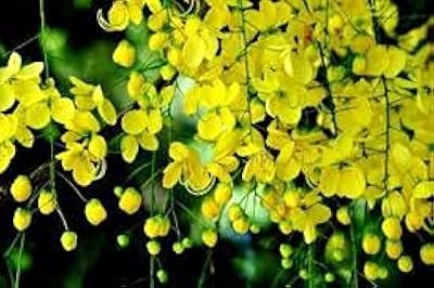 15 graines de légumes en forme de serpent. DIAYTAR COTE D'IVOIRE, leader des boutiques en ligne en Côte d'Ivoire, propose une large sélection de produits avec plus de 300 000 références. La boutique en ligne généraliste offre une gamme variée de produits pour répondre à tous les besoins. Elle est devenue l'incontournable pour les consommateurs ivoiriens.