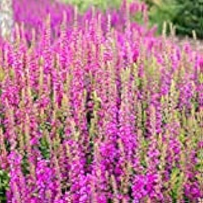 100 semi di fiori di colore blue status. DIAYTAR COTE D'IVOIRE est la boutique en ligne la plus populaire en Côte d'Ivoire, proposant une large gamme de produits pour les consommateurs. Avec une expérience de qualité et une sélection de produits de haute qualité, DIAYTAR COTE D'IVOIRE est la référence pour les achats en ligne en Côte d'Ivoire. Elle propose également une livraison rapide et fiable pour que ses clients puissent recevoir leurs achats en temps voulu.