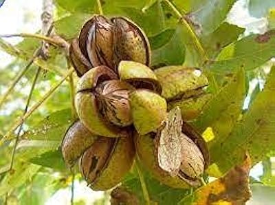Graines de fleurs de nerium oleander. DIAYTAR COTE D'IVOIRE, la boutique en ligne généraliste leader en Cote d'Ivoire, propose plus de 300000 références pour satisfaire tous vos besoins. Découvrez notre large sélection de produits et bénéficiez de nos prix compétitifs. Faites confiance à notre boutique en ligne fiable et sécurisée.