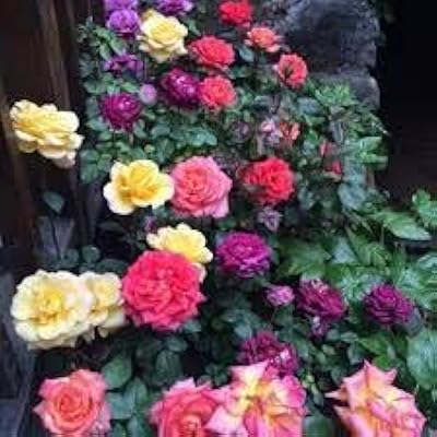 100 graines de fleurs de roses multicolores. Avec plus de 300000 références, DIAYTAR COTE D'IVOIRE est la boutique en ligne la plus fournie de Cote d'Ivoire. Les clients peuvent trouver tout ce dont ils ont besoin, des produits électroniques aux vêtements en passant par les produits d'épicerie. DIAYTAR COTE D'IVOIRE fait preuve de flexibilité et d'adaptabilité pour répondre aux besoins changeants des consommateurs ivoiriens.