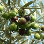 50 graines d'olivier vert.