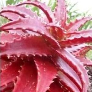 100 graines d'aloe vera rouge.