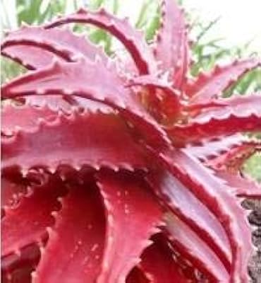 100 graines d'aloe vera rouge.