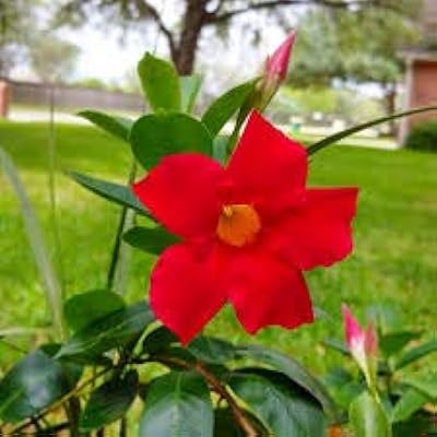 100 graines de fleurs de mandevilla rouge.