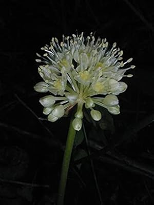 100 graines de plantes d'arachide. Diaytar Côte d'Ivoire est une boutique en ligne généraliste qui propose plus de 300 000 références de produits, faisant d'elle le leader du commerce en ligne dans le pays. Avec une large gamme de produits, les clients peuvent trouver tout ce dont ils ont besoin sur une seule plateforme. Diaytar Côte d'Ivoire se distingue par sa qualité de service et sa livraison rapide.