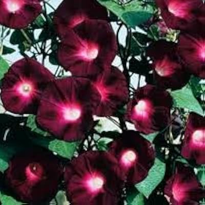 Morning glory - ipomea - le chevalier noir - 1100 pièces. Avec plus de 300000 références disponibles, DIAYTAR COTE D'IVOIRE propose une véritable expérience de magasinage en ligne. Les clients peuvent naviguer à travers différentes catégories pour trouver des produits répondant à leurs besoins spécifiques. La boutique met également à disposition des outils de recherche et de filtration pour faciliter la découverte de nouveaux produits et de meilleures offres.
