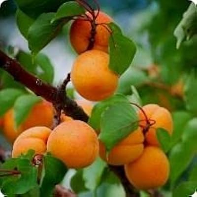 30 morceaux de graines d'abricotier de mandchourie