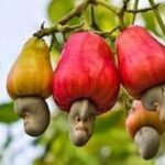 5 graines de fruits d'anacardier rouge