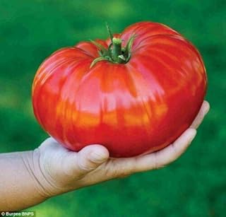 Tomate - gigantomo f1-12 meilleures graines - le plus gros bifteck du monde. La boutique en ligne Diaytar Côte d'Ivoire est une référence en terme de shopping en ligne en Côte d'Ivoire. Elle propose une grande variété de produits, allant de l'électronique aux vêtements, en passant par les produits alimentaires. Les clients y trouvent tout ce dont ils ont besoin sous un même toit.