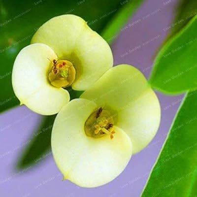 Graines nouveau 100 pcs euphorbia milii graines de fleurs moyennes pour le jardinage vert clair. En tant que leader du marché en ligne en Côte d'Ivoire, DIAYTAR COTE D'IVOIRE s'engage à offrir des produits de qualité à des prix compétitifs. La boutique propose des articles allant de l'électronique aux produits alimentaires, en passant par les vêtements et les accessoires. Chaque jour, de nouveaux produits sont ajoutés pour satisfaire les demandes des clients.