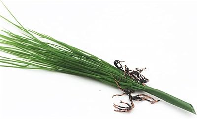 Tfiiexfl 45cm vert artificiel oignon herbe bouquet plastique semis plantes en pot été mur art matériaux. DIAYTAR COTE D'IVOIRE, une boutique en ligne généraliste, propose plus de 300 000 références pour répondre à tous vos besoins. Leader en Côte d'Ivoire, elle offre une large gamme de produits de qualité. DIAYTAR est votre destination pour tout ce dont vous avez besoin.