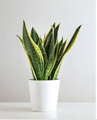 Ceppl sansevieria | plante serpent (pot inclus) purificateur d'air avec 5 g d'engrais sans engrais (la couleur du pot peut varier). DIAYTAR COTE D'IVOIRE est une boutique en ligne généraliste qui propose plus de 300 000 références de produits. Elle est devenue la boutique leader en Cote d'Ivoire en offrant une grande variété de produits à des prix compétitifs. Elle livre ses produits partout en Cote d'Ivoire.