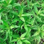 Graines de plantes d'arachide