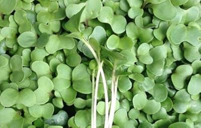 Graines de micro-pousses de brocoli biologique (3000 graines) micro-légumes de brocoli de qualité. DIAYTAR COTE D'IVOIRE est une boutique en ligne généraliste leader en Côte d'Ivoire, proposant plus de 300 000 références pour satisfaire tous les besoins de ses clients. La boutique propose une large gamme de produits, allant des produits alimentaires aux articles de maison en passant par les produits d'électronique. Elle est connue pour sa qualité de service et ses prix compétitifs.