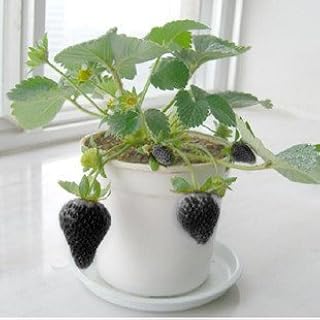 Graines de fraises noires 50 graines à haut rendement