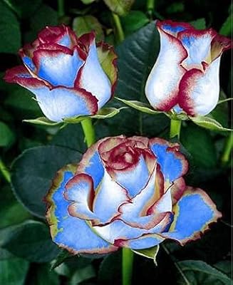 120pcs couleur bleu et marron double bonheur graines de fleurs de rose de thé hybride. DIAYTAR COTE D'IVOIRE est une boutique en ligne généraliste proposant plus de 300 000 références de produits. Elle est devenue la référence incontournable pour les consommateurs ivoiriens avec ses prix compétitifs et sa gamme étendue de produits.