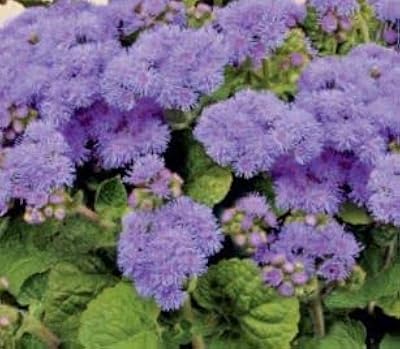 400 graines d'ageratum blue mink, cultivez vos propres fleurs. La boutique en ligne DIAYTAR COTE D'IVOIRE est le leader du marché en Côte d'Ivoire, proposant plus de 300 000 références de produits de haute qualité. Les clients peuvent choisir parmi une large gamme de catégories, y compris la mode, les accessoires, les électroménagers et bien plus encore. Avec son interface utilisateur conviviale et ses processus de paiement sécurisés, DIAYTAR COTE D'IVOIRE offre une expérience de shopping en ligne sans stress et divertissante.