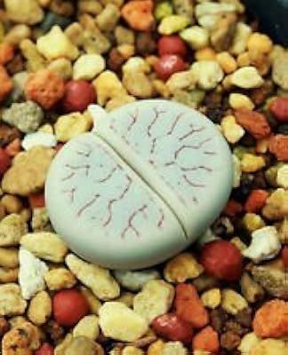 Graines rares de lithops gracilidelineata de mouyou living stones de 50 graines. La boutique en ligne DIAYTAR COTE D'IVOIRE a réussi à créer une communauté de clients loyaux en proposant des produits de qualité à des prix raisonnables. Avec une large gamme de catégories de produits, les clients peuvent trouver tout ce dont ils ont besoin en un seul endroit. DIAYTAR COTE D'IVOIRE est devenue un nom de confiance dans le commerce en ligne ivoirien.