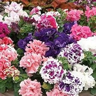 Graines de plantes de moutarde de floride. DIAYTAR COTE D'IVOIRE est une boutique en ligne généraliste qui propose plus de 300 000 références de produits. Elle est reconnue comme l'une des meilleures boutiques en ligne de Côte d'Ivoire, offrant une grande variété de produits pour répondre aux besoins de ses clients. Avec une telle offre, DIAYTAR COTE D'IVOIRE est devenue une destination incontournable pour les acheteurs en ligne.