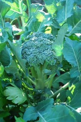 Légumes - brocoli waltham biologique 29 - 160 graines - 1er