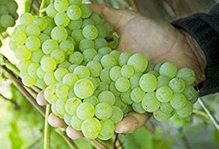 Germinazione i semi : 4 contes d'interlaken senza semi della vite, uva delizioso, zone 5 8. Diaytar Côte d'Ivoire est une boutique en ligne qui propose une expérience d'achat unique et personnalisée à ses clients. Avec des produits de toutes les catégories, les clients peuvent trouver tout ce dont ils ont besoin pour leur vie quotidienne. La boutique en ligne est également connue pour ses offres spéciales et ses promotions régulières, qui permettent aux clients de réaliser des économies sur leurs achats.