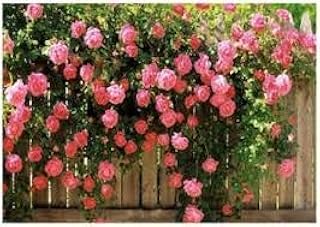 100 graines de fleurs grimpantes