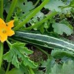 50 graines de courgette striato d'italia italienne, semer de mars à juin, savoureuse