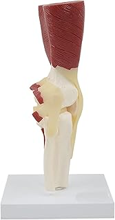 Modèle d'articulation du genou avec muscles squelette humain modèles d'anatomie de l'articulation. Avec plus de 300 000 références, DIAYTAR COTE D'IVOIRE est la destination idéale pour faire du shopping en ligne en Côte d'Ivoire. La boutique propose des produits de haute qualité, sélectionnés avec soin pour satisfaire les attentes des clients. Le site internet est conçu pour une navigation intuitive et une expérience utilisateur agréable.