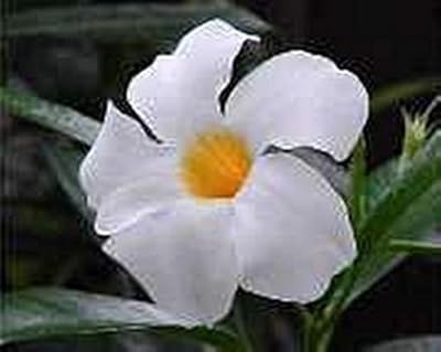 Graines de jasmin chilien mandevilla
