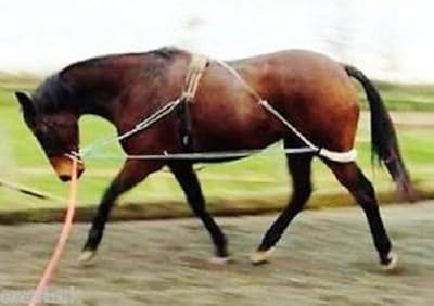 Quil equine new horse engaging training aid blanc taille unique. DIAYTAR COTE D'IVOIRE, la boutique en ligne généraliste leader en Côte d'Ivoire, propose plus de 300 000 références pour répondre à tous vos besoins. Avec une large gamme de produits, vous trouverez facilement ce que vous cherchez. La qualité et la fiabilité sont au cœur de notre engagement.