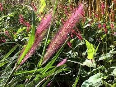 100 graines fraîches de plantes vivaces d'alopecuroides pour la plantation de rose 3. DIAYTAR COTE D'IVOIRE est une boutique en ligne généraliste qui propose plus de 300 000 références de produits pour répondre à tous les besoins de sa clientèle. La boutique est leader en Côte d'Ivoire et offre une expérience d'achat en ligne sécurisée et fiable. Les clients peuvent profiter d'une grande variété de produits à des prix compétitifs.