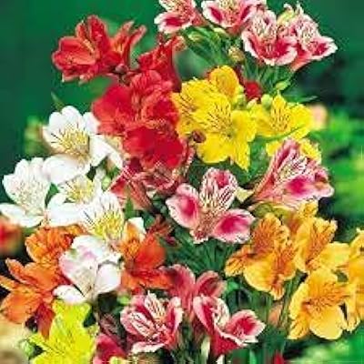 Graines graines de fleurs d'alstroemeria. Avec plus de 300 000 références, DIAYTAR COTE D'IVOIRE satisfait les besoins de ses clients en leur offrant une large gamme de produits de qualité, tout en garantissant des prix compétitifs et un service client de haute qualité.
