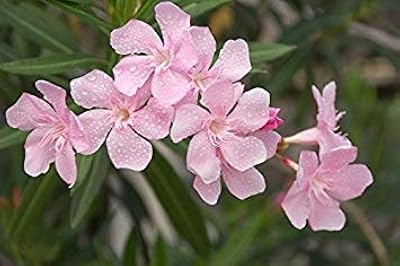 Graines de fleurs hautes nerium oleander 'hardy pink' (oleander) pour graines