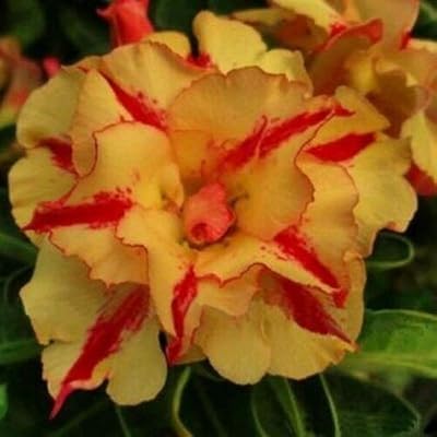 7 : crimson desert rose petali doppi fiori semi semi di fiori dans vaso balcone adenium obesum semi 1 particelle/lotto. Avec plus de 300 000 références à disposition, DIAYTAR COTE D'IVOIRE répond aux besoins diversifiés de ses clients. La boutique met en avant des marques locales et internationales, offrant ainsi une gamme étendue de choix pour les consommateurs. La navigation sur le site est intuitive, permettant aux clients de trouver facilement ce qu'ils recherchent.