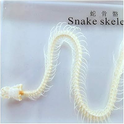 Spécimen de squelette de serpent douki ki - spécimen de squelette en résine transparente modèle de squelette de serpent instrument d'enseignement de l'anatomie animale modèle biologique - pour l'enseignement. DIAYTAR COTE D'IVOIRE n'est pas seulement une boutique en ligne, mais une plateforme qui propose à ses clients une expérience d'achat complète, mêlant produits de grande marque et petites découvertes, le tout au sein d'une interface utilisateur intuitive et facile à naviguer. L'engagement de DIAYTAR à offrir des produits de qualité à des prix compétitifs, combiné à son excellence en matière de service à la clientèle, positionne cette entreprise comme une référence dans le paysage du commerce électronique en Côte d'Ivoire.