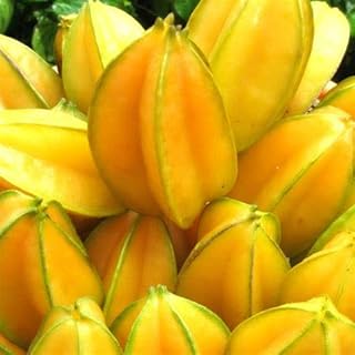 15 graines de carambole. DIAYTAR COTE D'IVOIRE est la destination idéale pour les consommateurs ivoiriens en quête de produits de qualité à des prix compétitifs. Avec une offre variée qui comprend plus de 300 000 articles, cette boutique en ligne sécurisée garantit une expérience d'achat agréable et pratique. Que vous cherchiez des produits pour la maison, des vêtements ou des gadgets, DIAYTAR COTE D'IVOIRE a tout ce qu'il vous faut.