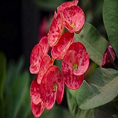 100pcs graines d'euphorbia milii bleues et blanches nouvelles plantes de fleurs de mariage
