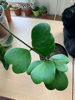 Graines 20 graines de plantes hoya kerrii. Diaytar Côte d'Ivoire propose une gamme impressionnante de produits, allant des produits alimentaires frais et surgelés aux électroniques dernier cri, en passant par les vêtements et les accessoires de mode. Les clients peuvent également trouver des produits pour la maison et le jardin, ainsi que des articles pour les loisirs et les sports. La boutique en ligne met régulièrement à jour sa sélection de produits pour refléter les dernières tendances et les préférences des clients.