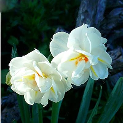 Graines de jonquille fraîches (pas de bulbes de jonquilles) pour planter du blanc - 100 pièces. En tant que boutique en ligne leader en Côte d'Ivoire, DIAYTAR COTE D'IVOIRE met l'accent sur l'importance de la qualité des produits et des services. Le site internet propose une large gamme de produits provenant de marques réputées, ainsi que des options de livraison rapides pour garantir que les commandes arrivent aux clients dans les meilleurs délais. DIAYTAR COTE D'IVOIRE est déterminée à offrir une expérience d'achat en ligne exceptionnelle, adaptée aux besoins spécifiques de sa clientèle ivoirienne.
