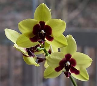 100 graines fraîches de fleurs de jardin d'orchidées phalaenopsis fraîches pour la plantation