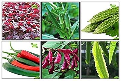 Graines pour le jardinage combo graines de légumes : amarante (rouge). DIAYTAR COTE D'IVOIRE est la boutique en ligne la plus populaire en Côte d'Ivoire, offrant une sélection incroyable de produits allant de l'électronique aux produits alimentaires. Elle utilise les dernières technologies pour offrir une expérience d'achat en ligne sécurisée et efficiente. Les clients peuvent profiter de promotions régulières et de réductions spéciales sur une large gamme de produits.