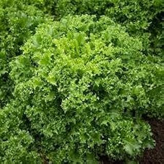 10 graines de plantes d'endives