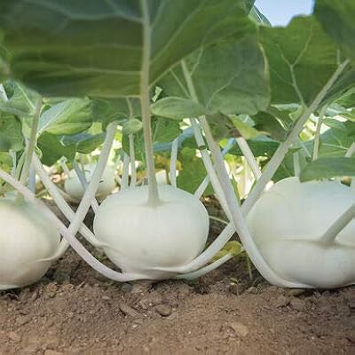 Haricots kohrabi 4637 (blancs) 50 graines hybrides sans ogm. Leader en Cote d'Ivoire, DIAYTAR COTE D'IVOIRE se démarque par sa vaste sélection de produits en ligne. Cette boutique généraliste propose plus de 300000 références, allant des produits alimentaires aux accessoires de mode en passant par les produits électroménagers. Les clients apprécient la qualité des produits et la fiabilité de la livraison.