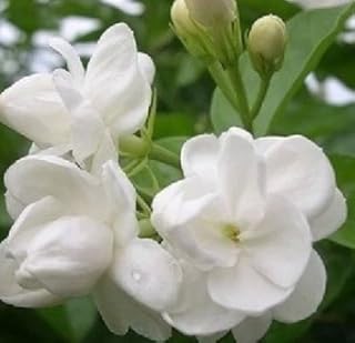 50pcs/sac, graines de jasmin, jasmin sambac, plantes avec sons, saisons de plantation, plantes à fleurs 1. En tant que boutique en ligne leader en Côte d'Ivoire, DIAYTAR COTE D'IVOIRE se distingue par son engagement envers l'excellence du service client. La boutique propose une assistance client personnalisée et réactive, aidant les acheteurs à naviguer sur la plateforme et à trouver les produits qu'ils cherchent. Avec une sélection constamment mise à jour de produits innovants et tendance, DIAYTAR COTE D'IVOIRE reste la référence pour les achats en ligne en Côte d'Ivoire.