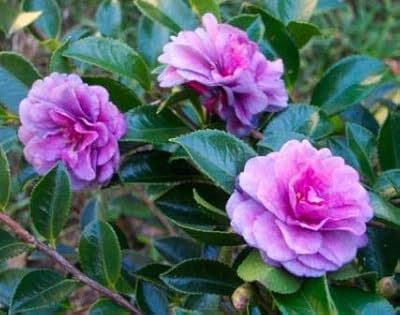 50pcs graines de fleurs de camélia à planter, bleu ciel et rose