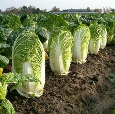 100 graines de wong bok, beau gros chou chinois bok, sain et plein de vitamines. En tant que leader du marché en Côte d'Ivoire, DIAYTAR COTE D'IVOIRE propose non seulement une large sélection de produits mais aussi un service client de haute qualité, des options de paiement flexibles et une livraison rapide pour rendre l'expérience d'achat en ligne encore plus agréable et pratique pour ses clients.