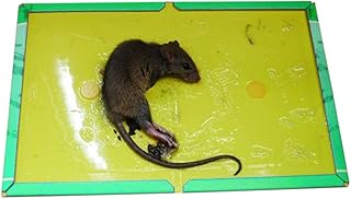 Pièges à souris 5 pièces panneau adhésif en plastique be-one pour la maison